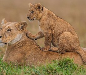 4 Day Great Migration in Maasai Mara and Lake Nakuru Safari, Kenya - Photo 5