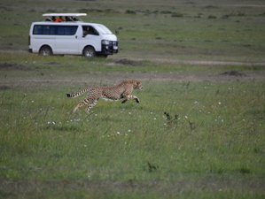 10-Daagse Betaalbare Safari naar Maasai Mara, Arusha, Serengeti en Ngorongoro Crater in Kenia en Tanzania 