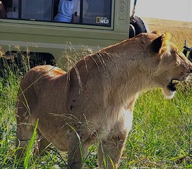 10 jours en stage de safari combiné au Kenya et en Tanzanie – Big Five, Serengeti et Maasai Mara - Photo 3