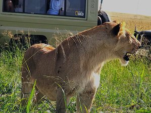 10 Day Best Combined Kenya and Tanzania Safari