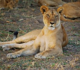 29 jours safari dans les meilleurs parcs de Zambie, Lower Zambezi et South Luangwa, Zambie - Photo 1