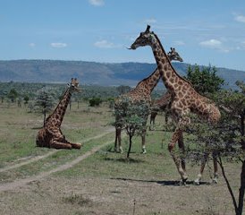 4 Day Amazing Kenya Safari at Maasai Mara National Reserve and Lake Nakuru National Park - Photo 4