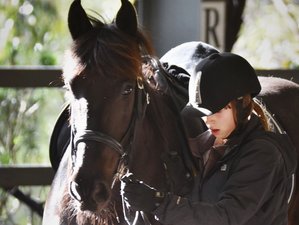 5 Day Dressage Horse Riding Holiday in Macclesfield, Victoria