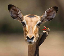 5 Day Tarangire, Manyara, Serengeti National Parks  and Ngorongoro Crater Safari Tour in Tanzania - Photo 3