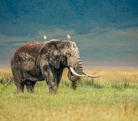 6-daagse luxe- en Big Five-safari in Tanzania in Tarangire, Serengeti en Ngorongoro met culturele tour - Photo 2