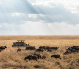 7-Daagse Schoonheid van de Northern Circuit Safari Comfortreis in Tanzania - Photo 4