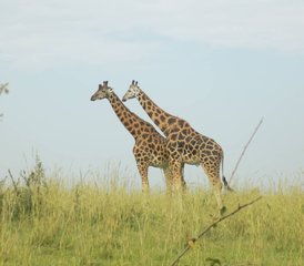 10 Tage Uganda Wild Safari Urlaub - Photo 4