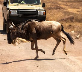 113 Tage Gruppensafari zu den Big Five im Serengeti-Nationalpark und im Ngorongoro-Krater, Tansania - Photo 1