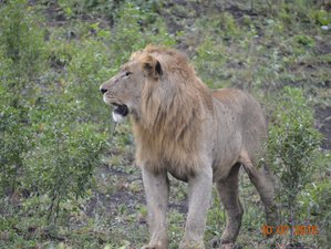 3 Days Exciting Safari in Hluhluwe Imfolozi Park, South Africa