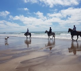 08 Tage Strände, Wüste und Palmenhaine des Großen Marokkanischen Südens Reiturlaub - Photo 1