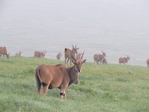 7 Day Tanzania Safari: Tarangire, Serengeti, and Ngorongoro Crater with Mto wa Mbu Local Activities