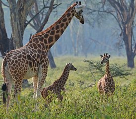 8 jours en safari camping économique au Kenya et en Tanzanie - Photo 5
