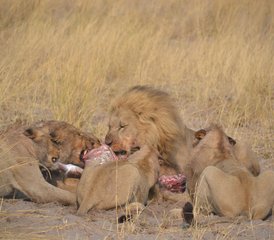 3-Daagse Safari in Central Kalahari Game Reserve - Photo 2
