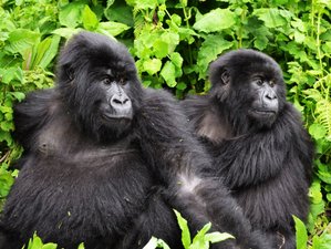 3-Daagse Gorilla Trekking Safari in Oeganda