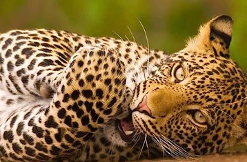4 Day Picturesque Maasai Mara and Lake Nakuru Kenya Safari
