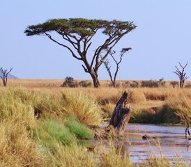 4 días de safari de lujo en Tarangire, Serengeti y Ngorongoro en Tanzania - Photo 5