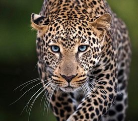 3 Tage Beste Amboseli Private Safari in Kenia - Photo 5