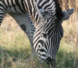 5 Tage Moremi Wildreservat Camping und Nilpferd Safari - Photo 3