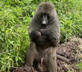 2 jours en court safari en Tanzanie : découvrir le parc national de Tarangire et le cratère du Ngorongoro - Photo 5