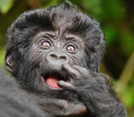 68 Tage Abenteuer-Safari in Uganda: Gorilla-Trekking und Nil-Rafting   - Photo 1