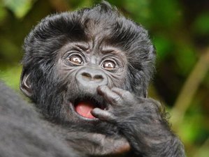 8 Day Adventure Safari: Gorilla Trekking and Nile Rafting in Uganda
