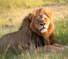 75 Tage Masai Mara, Nakurusee und Sweetwaters Safari in Kenia - Photo 1