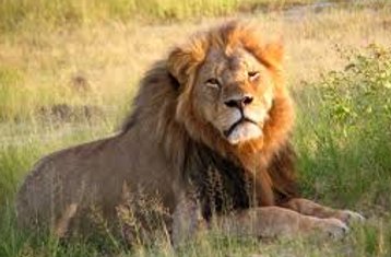 5 Tage Masai Mara, Nakurusee und Sweetwaters Safari in Kenia