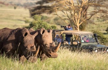 13 Tage Großkatzen-Safari in Kenia und Tansania