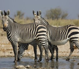 411 días de safari en Namibia con alojamiento incluido - Photo 1