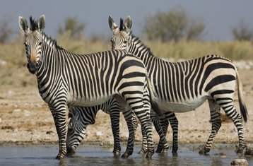 11-Daagse Namibië Safari Tourervaring met Overnachtingen
