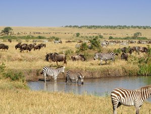 3 Day Maasai Mara Group Joining Safari in Kenya
