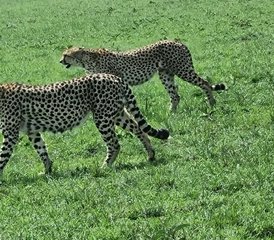 4 Tage Tansania Safari: Lake Manyara, Serengeti & Ngorongoro Krater - Photo 5