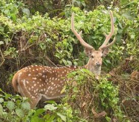 8 jours Katmandou, vallée de Pokhara & parc national de Chitwan, Népal - Photo 3