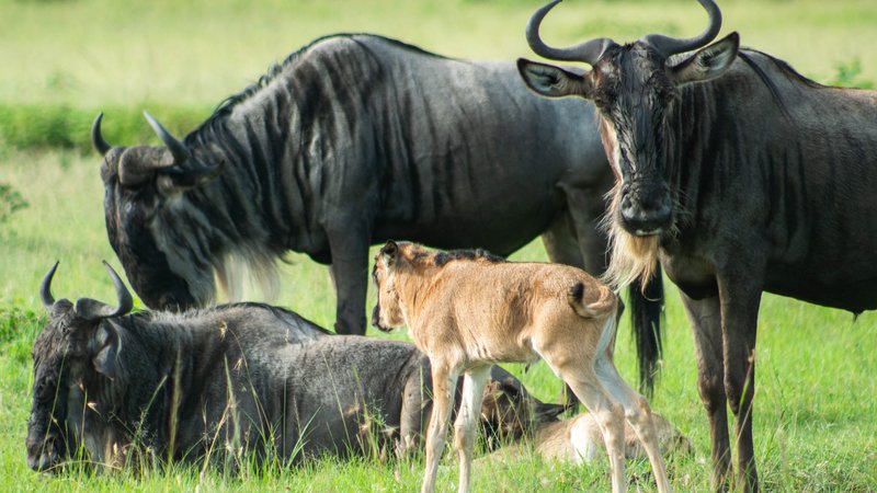 4 Days Masai Mara, Lake Naivasha and Hell'sgate National park Wonderful Safari in Kenya