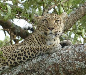 5-Daagse Maak Onvergetelijke Herinneringen Tijdens Game Park Safari in Tanzania - Photo 4