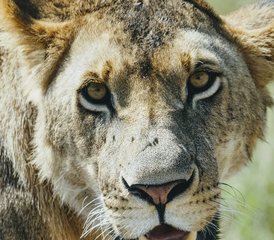 9 Tage Magische Safari in Kenia und Tansania - Photo 5