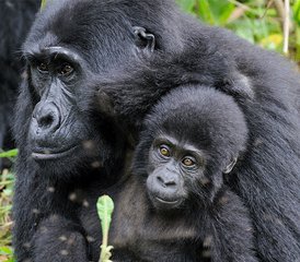 2-Daagse Gorilla-Trekking Safari van Rwanda naar Nationaal Park Bwindi, Oeganda - Photo 2