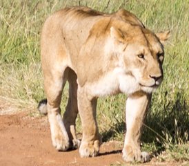 7 Day Affordable Wildlife Adventure Safari in Kenya  - Photo 2