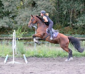 48 Day Adapted Horse Jumping Training (hunter style) with Outdoor Rides in Mimizan, Landes, France - Photo 1
