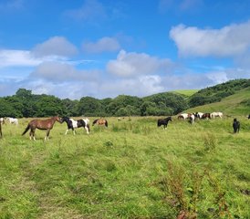 4 Day Wilderness Journey: A Short Break Horse Riding Adventure in Mull of Kintyre, Argyll, UK - Photo 4