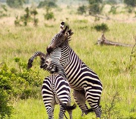 105 Tage Aufregende Safari im Selous-Wildreservat und Mikumi-Nationalpark, Tansania - Photo 1