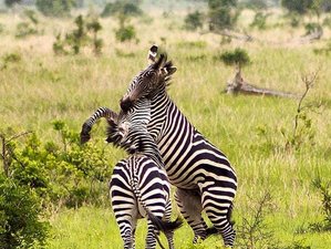 5 Day Exciting Safari in Selous Game Reserve and Mikumi National Park, Tanzania
