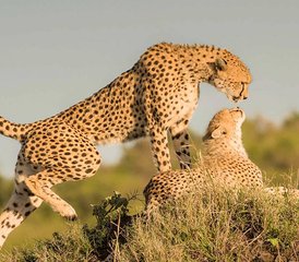 6 Day Mid-Range Safari in Tarangire, Serengeti, and Ngorongoro Crater in Tanzania - Photo 5