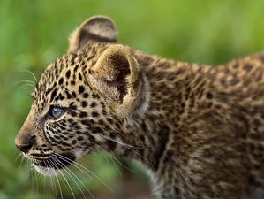 5 Day Safari to Masai Mara, Lake Nakuru, and Aberdare National Park