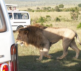 6-Daagse Budgetsafari in Kenya: Ontdek Masai Mara, Lake Nakuru en Het Beste van Amboseli - Photo 5