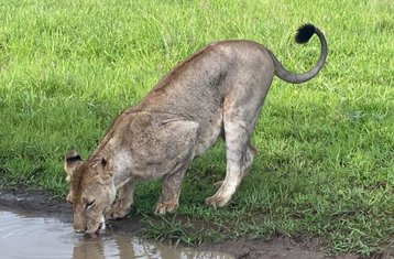 1-Daagse geen accommodatie Safari naar Mikumi National Park in Tanzania