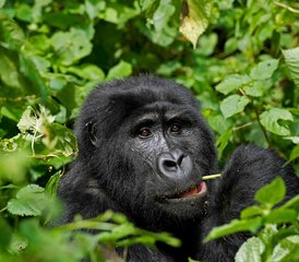 10-Daagse Wildlife Safari in Bwindi, Kibale en Meer met Gorilla Trekking en Boottochten in Oeganda - Photo 3