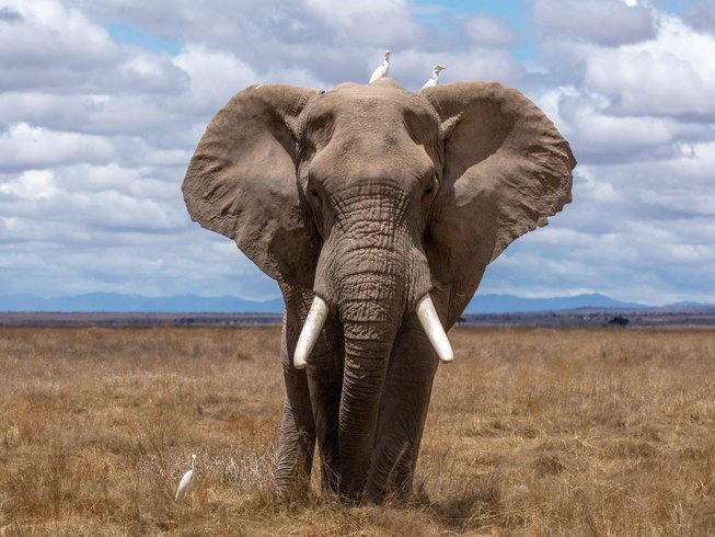 15 Days Kenya Wildlife Adventure Safari Package