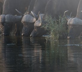 6 jours safari exclusif en 4x4 en autotour de Berg à Bush à Lekgalameetse et Letaba, Afrique du Sud - Photo 2