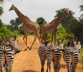 5 Tage Kenia Aufregende Budget-Safari im Masai Mara, Lake Naivasha und Lake Nakuru Nationalparks - Photo 5